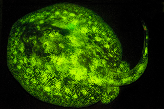 Illustration for article titled These new species of biofluorescent fish are beautifully strange